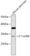 Chromosome 11 Open Reading Frame 68 antibody, A15147, Boster Biological Technology, Western Blot image 