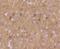 Potassium Voltage-Gated Channel Subfamily A Member 1 antibody, NBP2-67704, Novus Biologicals, Immunohistochemistry paraffin image 