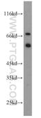 Mahogunin Ring Finger 1 antibody, 11285-1-AP, Proteintech Group, Western Blot image 