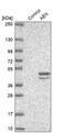 Apoptosis Enhancing Nuclease antibody, NBP2-14272, Novus Biologicals, Western Blot image 