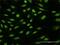 Heterogeneous Nuclear Ribonucleoprotein U Like 1 antibody, H00011100-D01P, Novus Biologicals, Immunofluorescence image 