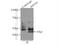 SET And MYND Domain Containing 3 antibody, 12011-1-AP, Proteintech Group, Immunoprecipitation image 
