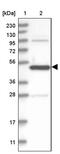 Autophagy Related 4A Cysteine Peptidase antibody, PA5-57632, Invitrogen Antibodies, Western Blot image 