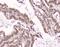 Exportin 1 antibody, MA5-27879, Invitrogen Antibodies, Immunohistochemistry paraffin image 