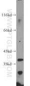 Coiled-Coil Domain Containing 42 antibody, 20833-1-AP, Proteintech Group, Western Blot image 