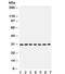 NAD(P)H Quinone Dehydrogenase 1 antibody, R31977, NSJ Bioreagents, Western Blot image 