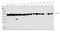 Protein Disulfide Isomerase Family A Member 6 antibody, A03813-2, Boster Biological Technology, Western Blot image 