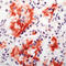 Lymphocyte Antigen 75 antibody, LS-C88173, Lifespan Biosciences, Immunohistochemistry frozen image 