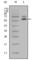 Keratin 5 antibody, abx015735, Abbexa, Western Blot image 