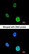 SNF Related Kinase antibody, orb73603, Biorbyt, Immunofluorescence image 