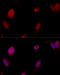 Polypyrimidine Tract Binding Protein 1 antibody, 18-335, ProSci, Immunofluorescence image 