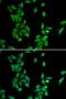 Annexin A4 antibody, LS-C748515, Lifespan Biosciences, Immunofluorescence image 