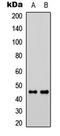 Prokineticin Receptor 1 antibody, LS-C368474, Lifespan Biosciences, Western Blot image 