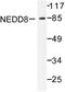 NEDD8 Ubiquitin Like Modifier antibody, LS-C176339, Lifespan Biosciences, Western Blot image 