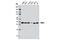 WW Domain Binding Protein 2 antibody, 11831S, Cell Signaling Technology, Western Blot image 