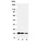 Interleukin 3 antibody, R30493, NSJ Bioreagents, Western Blot image 