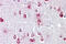 Protein phosphatase methylesterase 1 antibody, 27-101, ProSci, Immunohistochemistry paraffin image 