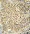 Aryl Hydrocarbon Receptor antibody, 61-965, ProSci, Immunohistochemistry paraffin image 