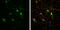 Hyperpolarization Activated Cyclic Nucleotide Gated Potassium Channel 1 antibody, GTX131334, GeneTex, Immunocytochemistry image 