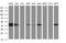 Thioredoxin Domain Containing 5 antibody, MA5-26338, Invitrogen Antibodies, Western Blot image 