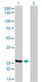 Methylenetetrahydrofolate Dehydrogenase (NADP+ Dependent) 2, Methenyltetrahydrofolate Cyclohydrolase antibody, LS-C105106, Lifespan Biosciences, Western Blot image 