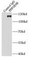 Protein Phosphatase 1 Regulatory Subunit 9B antibody, FNab06711, FineTest, Immunoprecipitation image 
