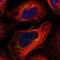 Stannin antibody, NBP1-91104, Novus Biologicals, Immunofluorescence image 