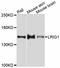 Leucine-rich repeats and immunoglobulin-like domains protein 1 antibody, A10297, ABclonal Technology, Western Blot image 