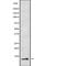 Cytochrome C Oxidase Subunit 8A antibody, PA5-67695, Invitrogen Antibodies, Western Blot image 