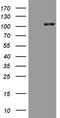 Receptor Tyrosine Kinase Like Orphan Receptor 2 antibody, LS-C795233, Lifespan Biosciences, Western Blot image 