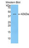 Histone Cluster 1 H2A Family Member M antibody, LS-C303101, Lifespan Biosciences, Western Blot image 