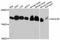 NADH:Ubiquinone Oxidoreductase Subunit A8 antibody, abx126229, Abbexa, Western Blot image 