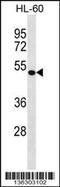 Drebrin-like protein antibody, 58-815, ProSci, Western Blot image 