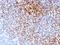 CPN10 antibody, AE00105, Aeonian Biotech, Immunohistochemistry frozen image 