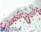 Non-POU Domain Containing Octamer Binding antibody, LS-B12204, Lifespan Biosciences, Immunohistochemistry paraffin image 