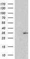 Ras Association Domain Family Member 5 antibody, TA502508AM, Origene, Western Blot image 