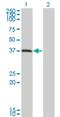 Peroxisomal Biogenesis Factor 10 antibody, H00005192-M01, Novus Biologicals, Western Blot image 