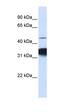 Retinoid X Receptor Alpha antibody, orb329710, Biorbyt, Western Blot image 