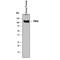 Folate Hydrolase 1 antibody, MAB4234, R&D Systems, Western Blot image 