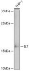 Interleukin 7 antibody, GTX55679, GeneTex, Western Blot image 