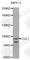 Cullin 1 antibody, A0545, ABclonal Technology, Western Blot image 