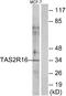 Taste 2 Receptor Member 16 antibody, A09669, Boster Biological Technology, Western Blot image 