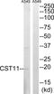 Cystatin 11 antibody, PA5-39119, Invitrogen Antibodies, Western Blot image 