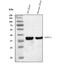 Arginase 1 antibody, PA1783, Boster Biological Technology, Western Blot image 