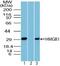 High Mobility Group Box 1 antibody, PA5-23487, Invitrogen Antibodies, Western Blot image 