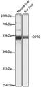 Opticin antibody, 16-637, ProSci, Western Blot image 