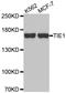 Tyrosine Kinase With Immunoglobulin Like And EGF Like Domains 1 antibody, LS-B14395, Lifespan Biosciences, Western Blot image 