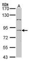 Transcription Factor 25 antibody, GTX102102, GeneTex, Western Blot image 