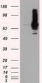 RalA Binding Protein 1 antibody, TA500893S, Origene, Western Blot image 