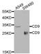 CD9 Molecule antibody, LS-C331650, Lifespan Biosciences, Western Blot image 